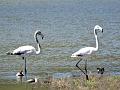 2014-0523-1225_Guadalhorce_Estuary_Spain_25C